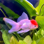 Red Cap Lionhead Oranda (Goldfish)
