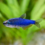 Super Blue Kerri Tetra - locally Bred 🇿🇦