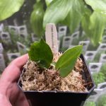 Horizon Labs Antharium king clarinervium