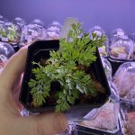 Horizon Labs Davallia bullata