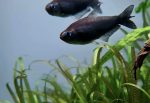 Black Emperor Tetra- Locally Bred - Image 3