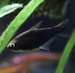Black Emperor Tetra- Locally Bred - Image 2