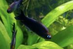 Black Emperor Tetra- Locally Bred