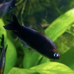 Black Emperor Tetra- Locally Bred