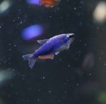 Super Blue Kerri Tetra - Locally Bred - Image 2