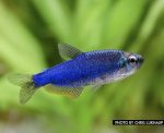 Super Blue Kerri Tetra - Locally Bred