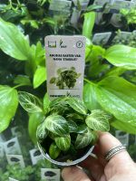 Dennerle Anubias nana Stardust