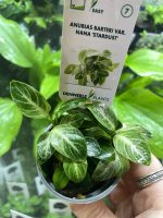 Dennerle Anubias nana Stardust - Image 2