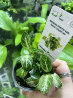 Dennerle Anubias nana Stardust - Image 3
