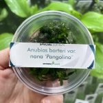 Dennerle Anubias Pongolino
