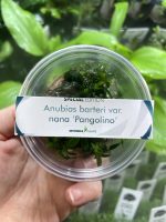 Dennerle Anubias Pongolino