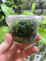 Dennerle Anubias Pongolino - Image 3