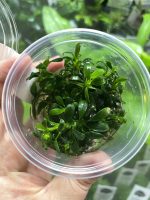 Dennerle Anubias Pongolino - Image 2