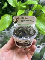 Dennerle Cryptocoryne Spiralis Red