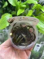 Dennerle Cryptocoryne Spiralis Red - Image 2