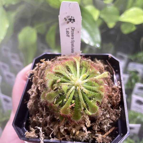 Drosera Spatulata Labill