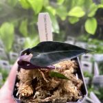 Horizon Labs Alocasia Bambino