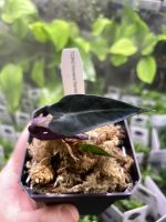 Horizon Labs Alocasia Bambino