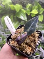 Horizon Labs Alocasia Bambino - Image 2