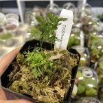 Horizon Labs Davallia bullata