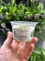 Tropica Hygrophila polysperma white