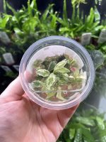 Tropica Hygrophila polysperma white - Image 2