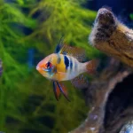 German Blue Ram (Mikrogeophagus ramirezi) - Image 3