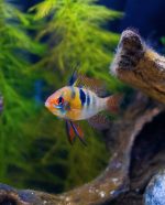 German Blue Ram (Mikrogeophagus ramirezi) - Image 3