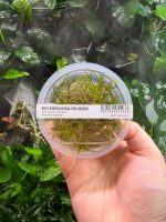 ADA Helanthium tenellum - Image 3