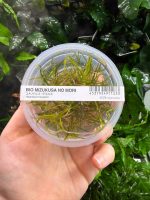 ADA Helanthium tenellum