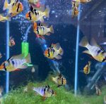 German Blue Ram (Mikrogeophagus ramirezi) - Image 2