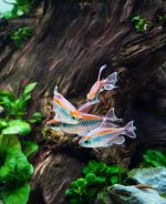 Congo Tetra - Phenacogrammus interruptus - Image 4