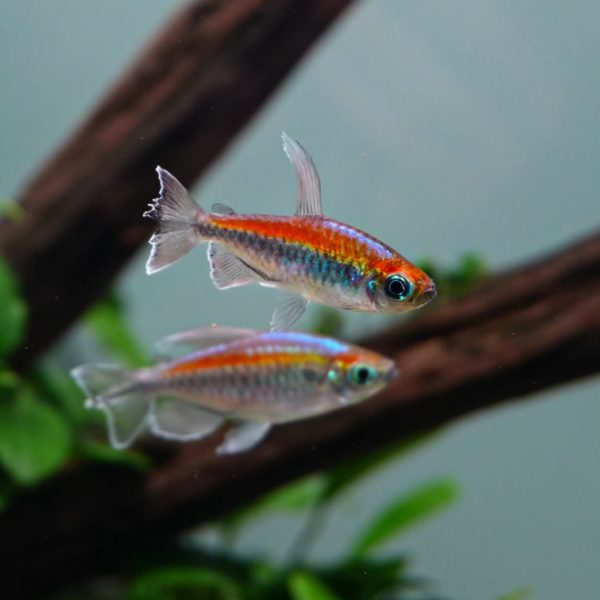 congo tetra 2 e1781600037195