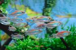 Congo Tetra - Phenacogrammus interruptus - Image 2