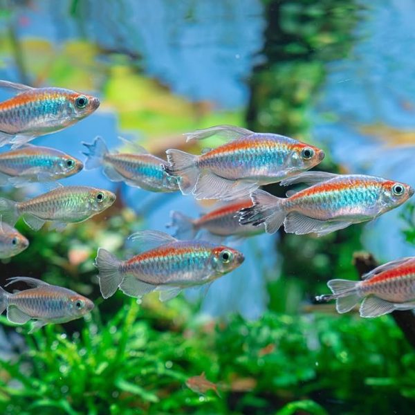 congo tetra 3