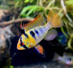 German Blue Ram (Mikrogeophagus ramirezi)