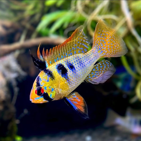 german blue ram