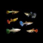 Guppy females assorted