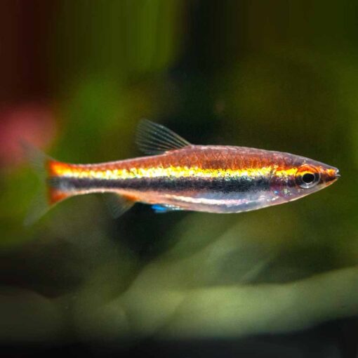 Golden Pencilfish Nannostomus beckfordi 510x510 1