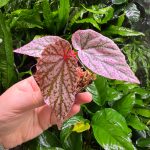 Begonia Red berry