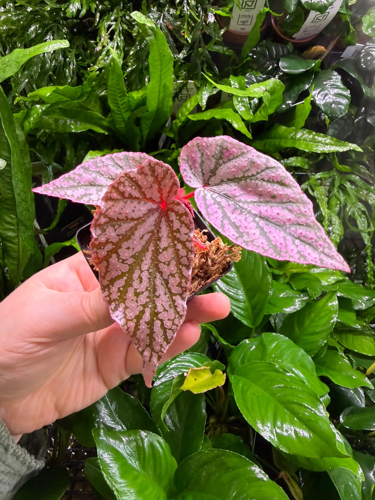 Begonia Red berry Begonia Red berry - Image 1