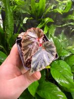 Begonia Irian Jaya 3