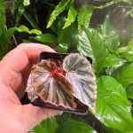 Begonia Irian Jaya
