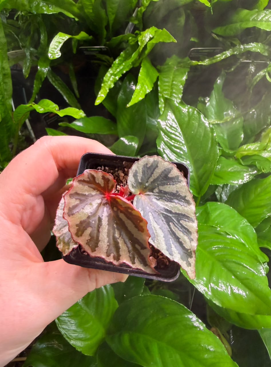 Begonia Irian Jaya 1 Begonia Irian Jaya - Image 1