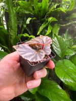 Begonia Irian Jaya