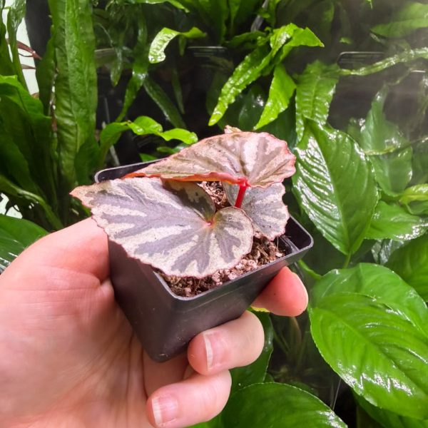Begonia Irian Jaya