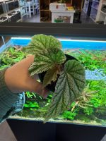 Begonia Don Miller (medium) - Image 2