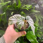 Begonia Don Miller (medium)