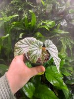 Begonia Don Miller (medium)