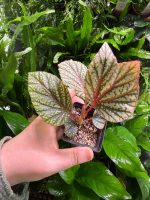 Begonia Beningo pink - Image 2